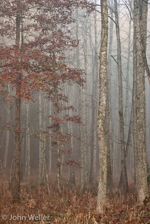 Trees in fog in Great Smoky Mountain National Park.