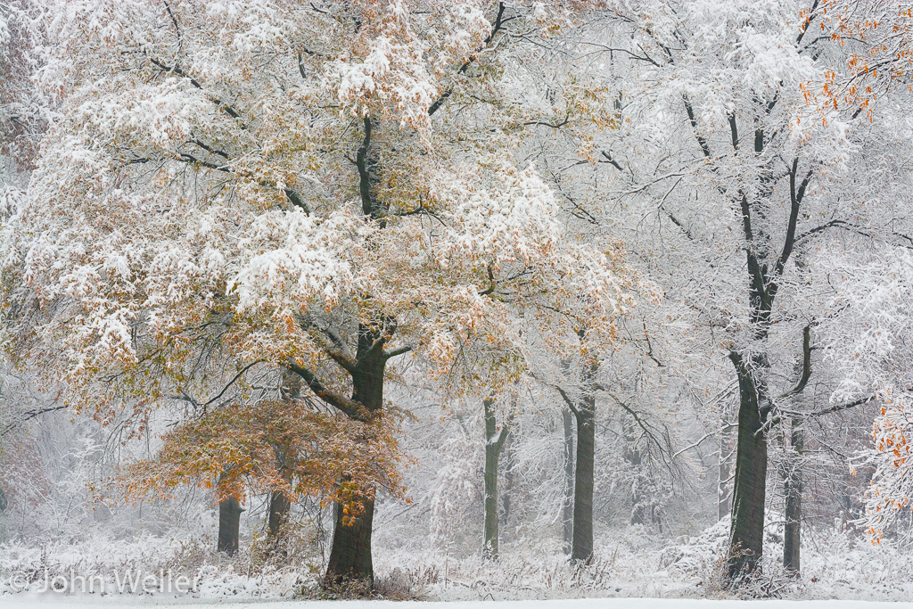 Trees in the first snow of the season in Butler County, Ohio.