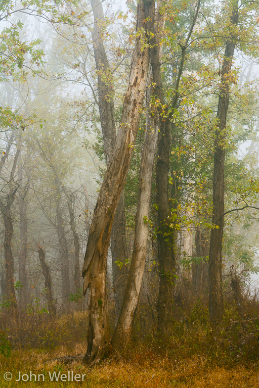 A foggy morning at the Oxbow Wetlands.