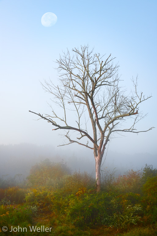 Moon setting over a barren tree on a foggy morning.