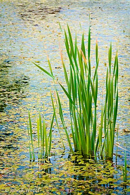 Reeds & Lilies null