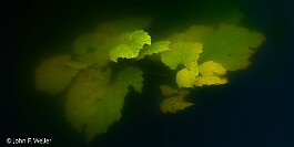 Leaves in the Lake null