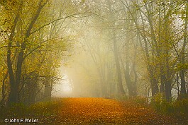 A Walk in the Fog null